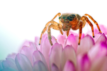 Jumping Spider