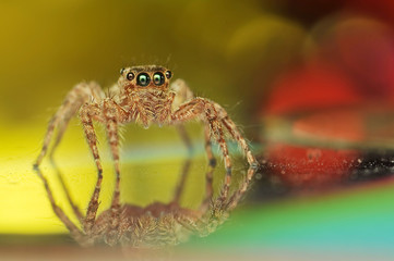 Jumping Spider