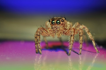 Jumping Spider