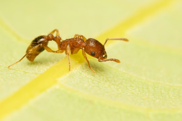 Red ants are looking for food
