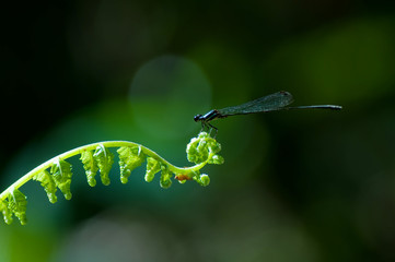 Close up of damselfly
