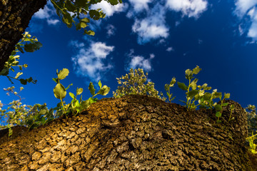 Holm oak, Ambroz Valley, Cáceres, Extremadura, Spain, Europe