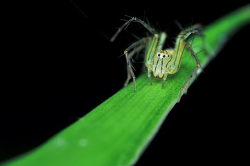 Lynx spider
