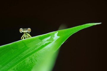 Close up of damselfly