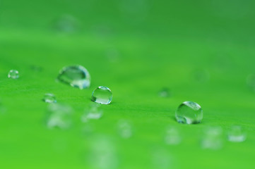 water drops
