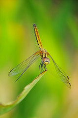Dragonfly