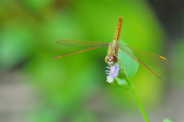 Dragonfly