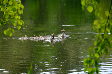 Gänse-Familie mit Küken