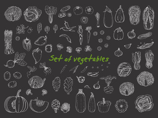 Big set with vegetables in sketch style. Vector illustration for your design