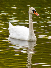 łabędź © Henryk Olszewski