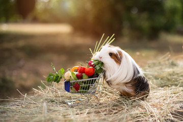 guinea pig and fruits