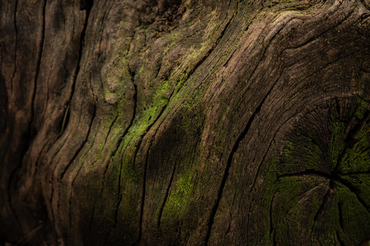 Mysterious background texture of tree bark