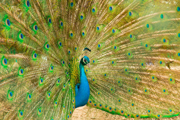 Peacock- male peafowl with open tail. Side view.