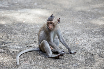 monkey in khaowang , petchburi , Thailand