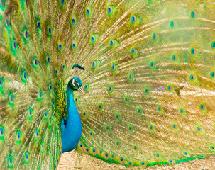 Obraz premium Peacock- male peafowl with open tail. Side view.