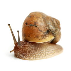 Crawling snail isolated on a white background