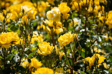 Massif de roses jaunes