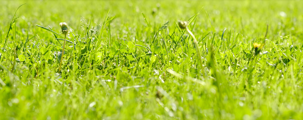 saturated bright green grass on a sunny day