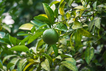 lime fruits on the tree