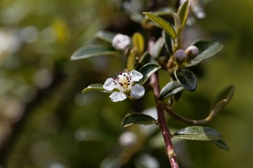 Flower of a bearberry cotoneaster, Cotoneaster dammeri,.