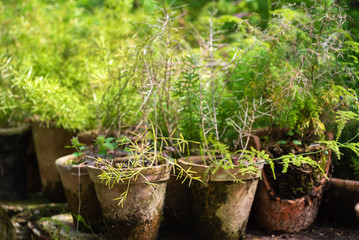 plants in the pots, greenhouse