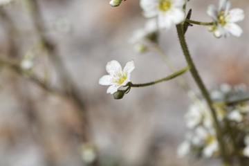 Flower of the rockfoil Saxifraga hostii