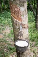 Naklejka premium Rubber tree and bowl filled with latex