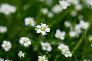 Flower of a heath pearlwort, Sagina subulata.
