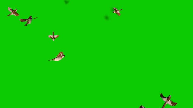 Sparrow Flock Fly Green Screen Top 3D Rendering Animation Chroma Key