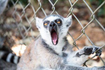 Yawning ring-tailed lemur in the zoo. Lemur catta close up portrait. © Vera