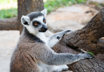 Naklejka na ściany i meble Ring-tailed lemur in the wild nature against the branch. Lemur catta close up portrait.