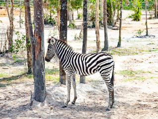 Fototapeta na wymiar Small zebra foal stands alone between the trees