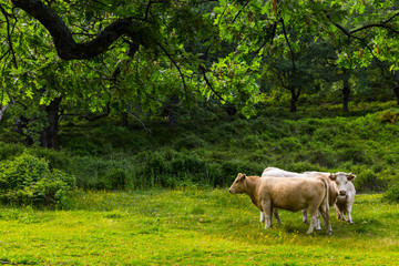 Ambroz Valley, Cáceres, Extremadura, Spain, Europe