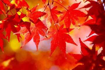 秋のイメージ・紅葉