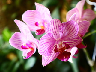 pink orchid in garden