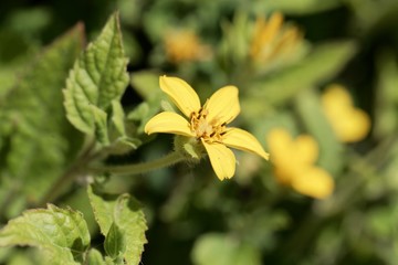 Flower of a goldenstar, Chrysogonum virginianum