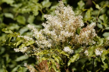 Flowers of a manna ash, Fraxinus ornus.
