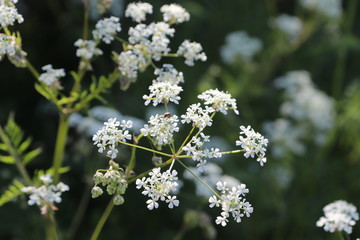 Close up of Cow Parsley
