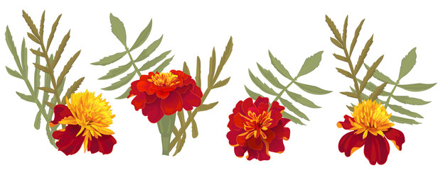 Panoramic view French marigold (Tagetes patula). Red, orange, yellow flowers, green leaves. Botanical illustration in watercolor style for Indian religion festive, top view, close up, vintage, vector