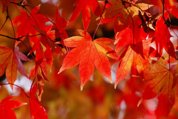 秋のイメージ・紅葉
