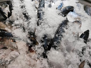 Tuna fish under the ice used for food preservation  
