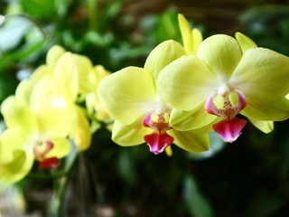 Fototapeta na wymiar yellow orchid on a green background