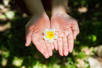 Close up of a woman holding tropical white frangipani flowers