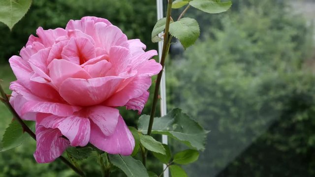 Revealing shot of a big pink rose blossoming on a balcony with the garden in the background.