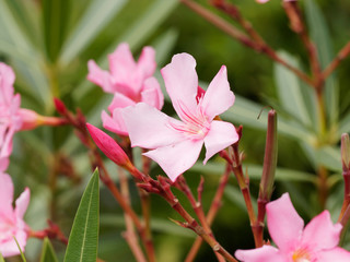 Nerium oleander. Laurier-rose