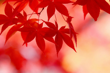秋のイメージ・紅葉