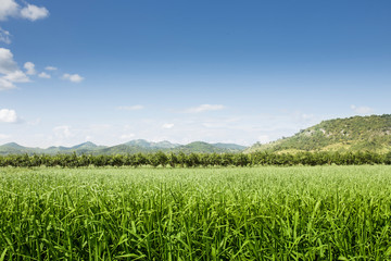 Fototapeta premium Green Corn Field / Corn field under a beautiful sky