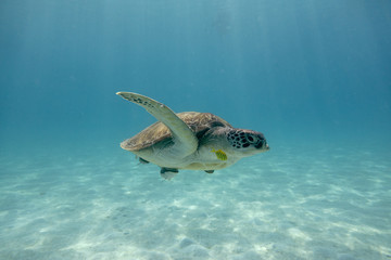 Obraz na płótnie Canvas turtle swimming in the sea