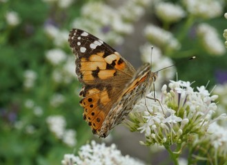 Vanessa cardui butterfly on white flower