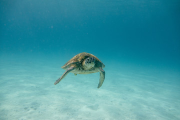turtle swimming in the sea